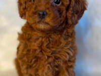 A kalite toy Poodle yavrular