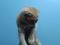Evin neşesi geldi scottish fold