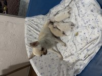 Chihuahua şivava
