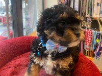 Phantom Black tan özel renk poodle yavrum