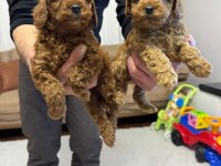 Muhteşem güzellikte orijinal toy poodle yavruları