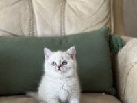Ayı Surat British Shorthair Güzel Bebeklerim