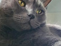 Ücretsiz olarak verilecek british shorthair kedilerim
