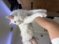Maine coon kedimize acil yuva arıyoruz