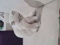 Scottish fold blue point yavru