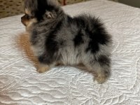 A kalite yurtdışı standartlarında pomeranian boo yavrular