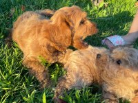 Cockapoo bebekler