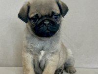 Erkek pug yavrumuz yeni ailesini arıyor
