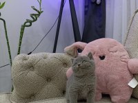 İri Gözlü Oyuncu Yavru British Shorthair