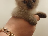 British shorthair Yavrularımız sahiplendirilecektir