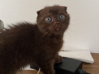 Çikolata Renkli Scottish Fold Yavrumuz Yuvasını Arıyor