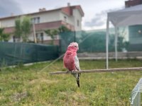 Gül gallah kakadu papağanı