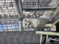 Scottish fold dişi sıfır kulak