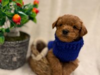 Aşılı maltipoo yavrularda kampanya