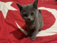 3 AYLIK ÇOK TATLI UYGUNA BRİTİSH SHORTHAİR