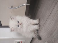 Yakışıklı oğlum yeni ailesine gitmek için hazır chinchilla