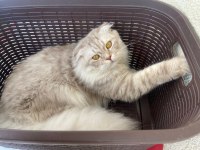10 aylık erkek scottish fold
