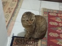 Scottish fold kedimizi sahiplendirme