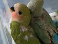 2 Aylık Bebek Sevda Papağanları Yeni Yeme Düştü