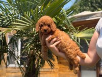 Red Toy Poodle Yavrular