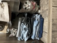 Yavru kedi 4Aylık