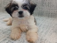 3 aylık shih tzu orjinal teacup yavru erkek