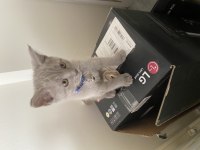 British shorthair kedisi sahiplendirme