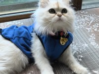 Dişi Kedimiz British Longhair