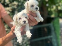 Maltese Terrier Yavrular
