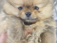 Irk garantili saf kan pomeranian