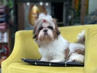 Şecereli shih tzu