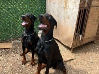 Erkek - Dişi European Doberman Maybach-Venüs