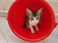 2 AYLIK ANNESİZ YAVRU KEDİLER
