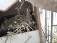 Green opal lutino çift ve lutino albino çift kuşlar