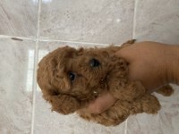 Orjinal minyatür toy poodle yavrular