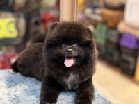 Siyah İnci Pomeranian