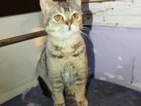British shorthair bebeğimiz ailesini arıyor