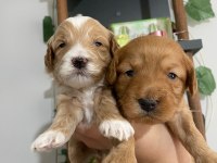 Maltipoo bebekler