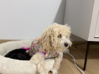 Köpeğimiz Yeni Yuvasını Arıyor