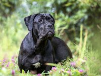 9 aylık cane corso