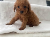 Toy Poodle Erkek 50 Günlük