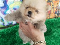 Bebek yüz pomeranian boo bebekler