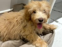 Sevimli köpeğimiz