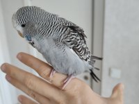 Show Jumbo yavru muhabbet kuşu