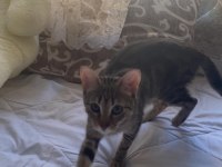 TEKİR KEDİMİZE YENİ BİR YUVA ARIYORUZ