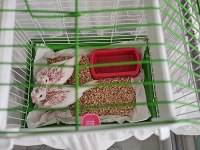 Albino el besleme sultan papağanı