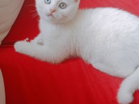 British shorthair yavrumuz