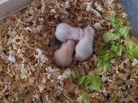 Suriye hamsteri