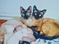 Safkan Siyam Kedisi Yavrular