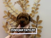 Sevimli Irk Toy Poodle